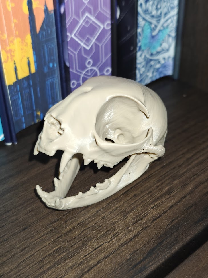 Cat-skull (burly wood) - 8cm - 5z6q8x - linksachter.jpg