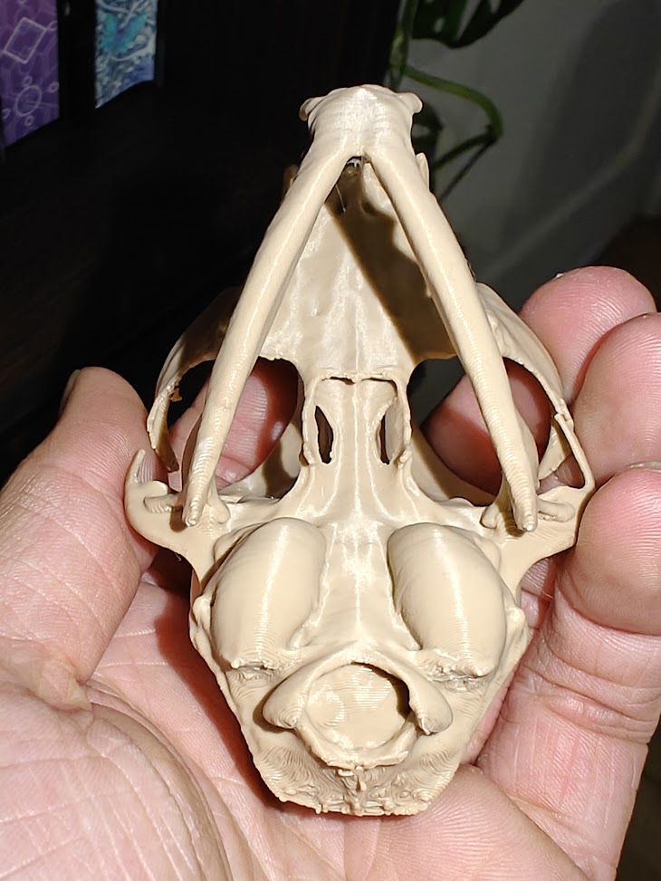 Cat-skull (burly wood) - 8cm - 5z6q8x - onderkant.jpg