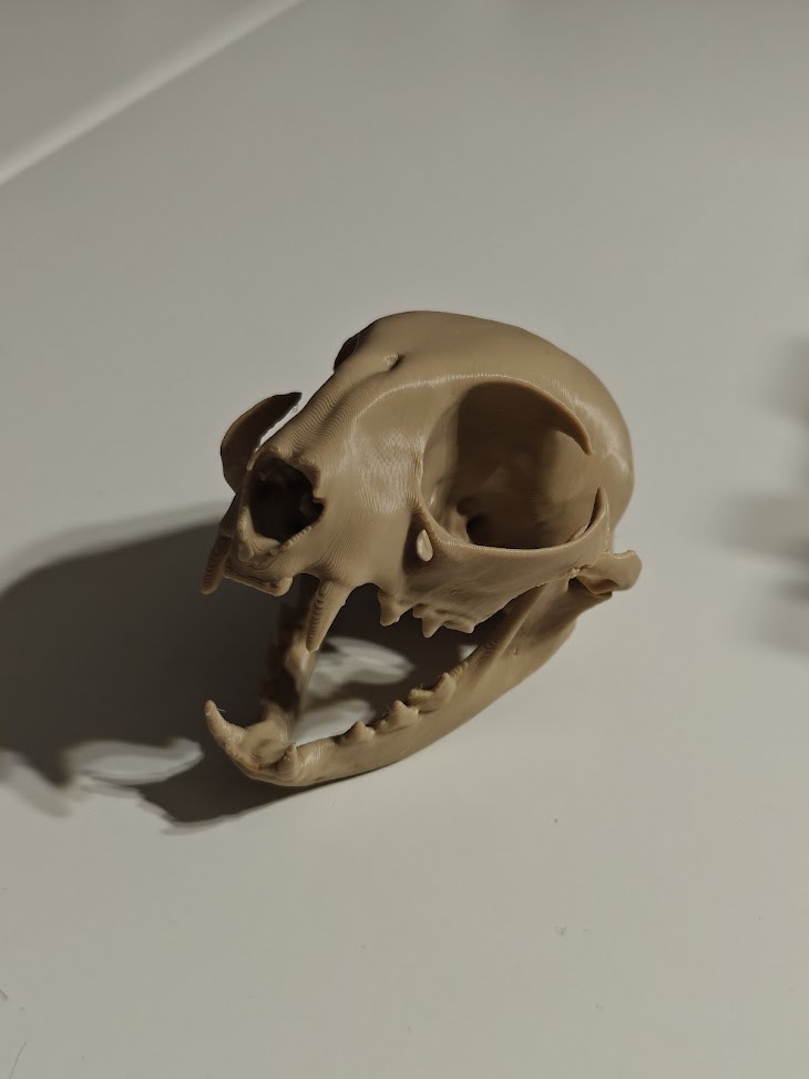 Cat-skull (burly wood) - 8cm - 5z6q8x