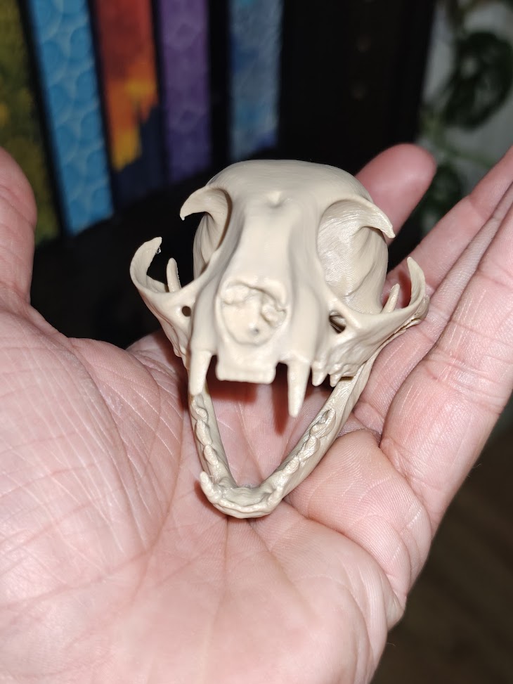 Cat-skull (burly wood) - 8cm - 5z6q8x - voorkant.jpg