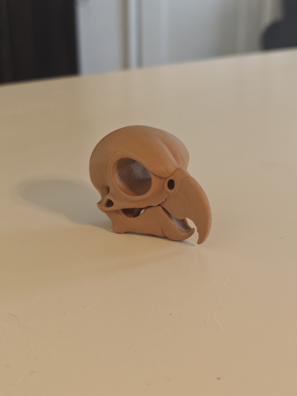 Cockatoo skull fossil - (terra-wood) - 6cm - 9jmv6s - IMG20250513121326.jpg
