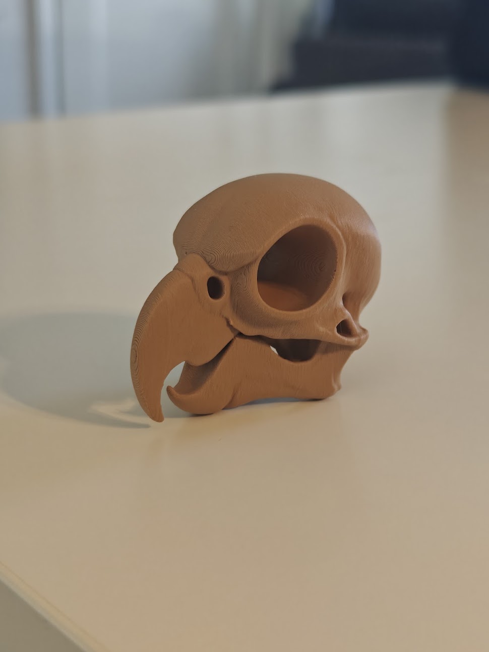 Cockatoo skull fossil - (terra-wood) - 6cm - 9jmv6s - IMG20250513121415.jpg