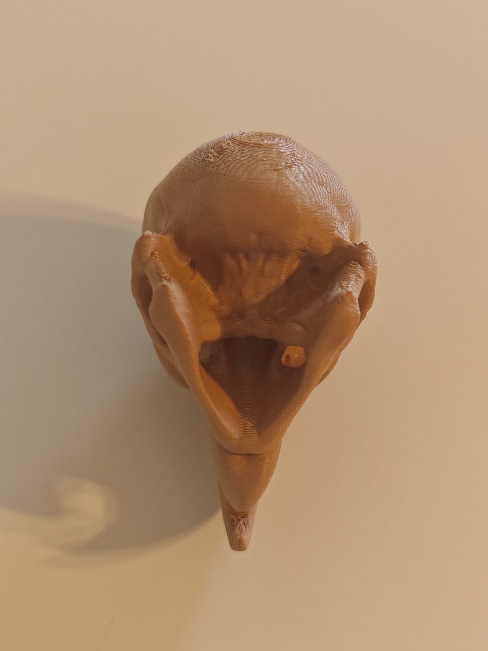 Cockatoo skull fossil - (terra-wood) - 6cm - 9jmv6s - IMG20250513121457.jpg