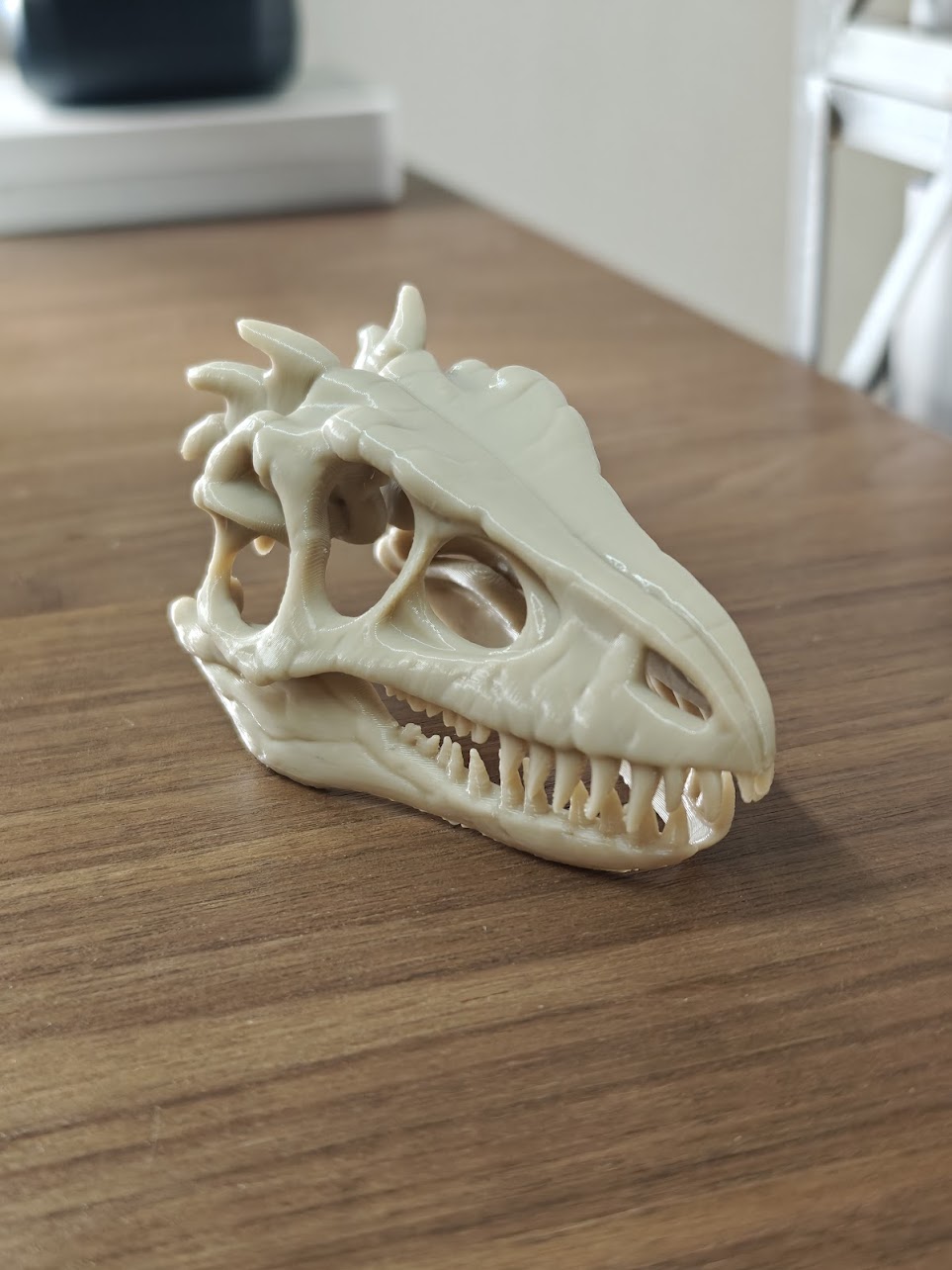 Dinosaur fossil - (burly wood) - 8cm - h2j8s7 - IMG20250527144037.jpg