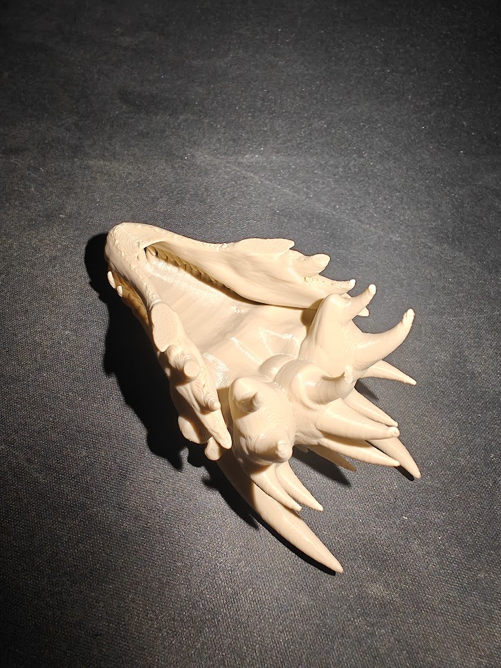 Dragon skull - (burly wood) - 8cm - 6g7t9z - onderkant.jpg