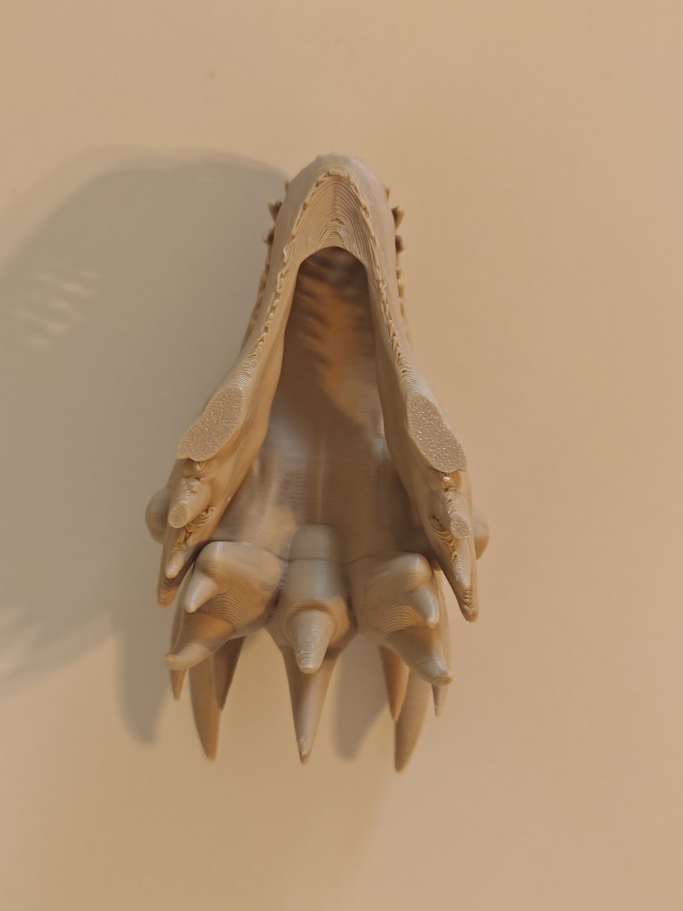 Drakenfossiel - (burlywood) - 10cm - 6m8b9w - IMG20250513121918.jpg