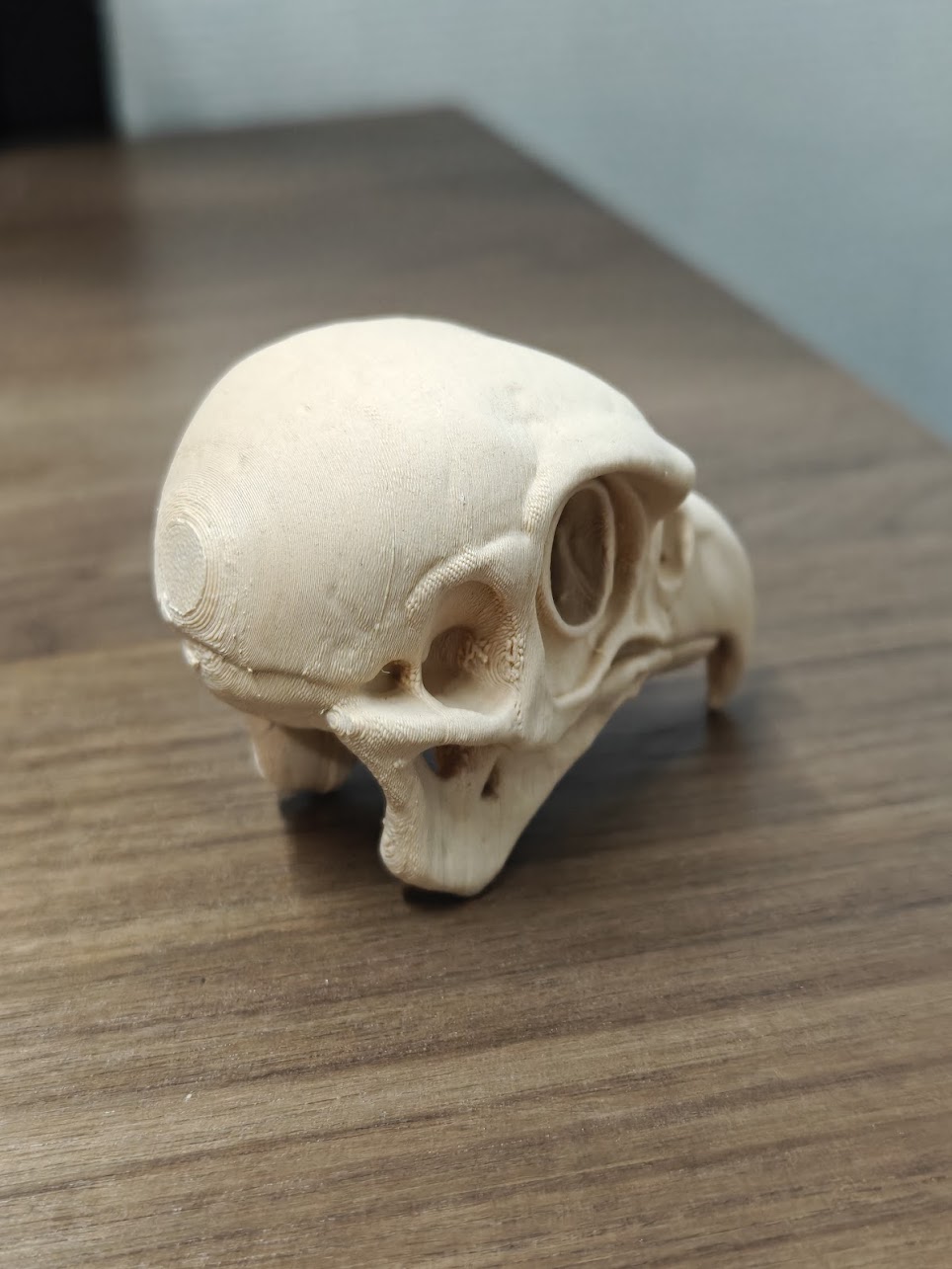 Falcon Skull - (beige) - 8cm - 3x8m9k - rechtsvoor.jpg