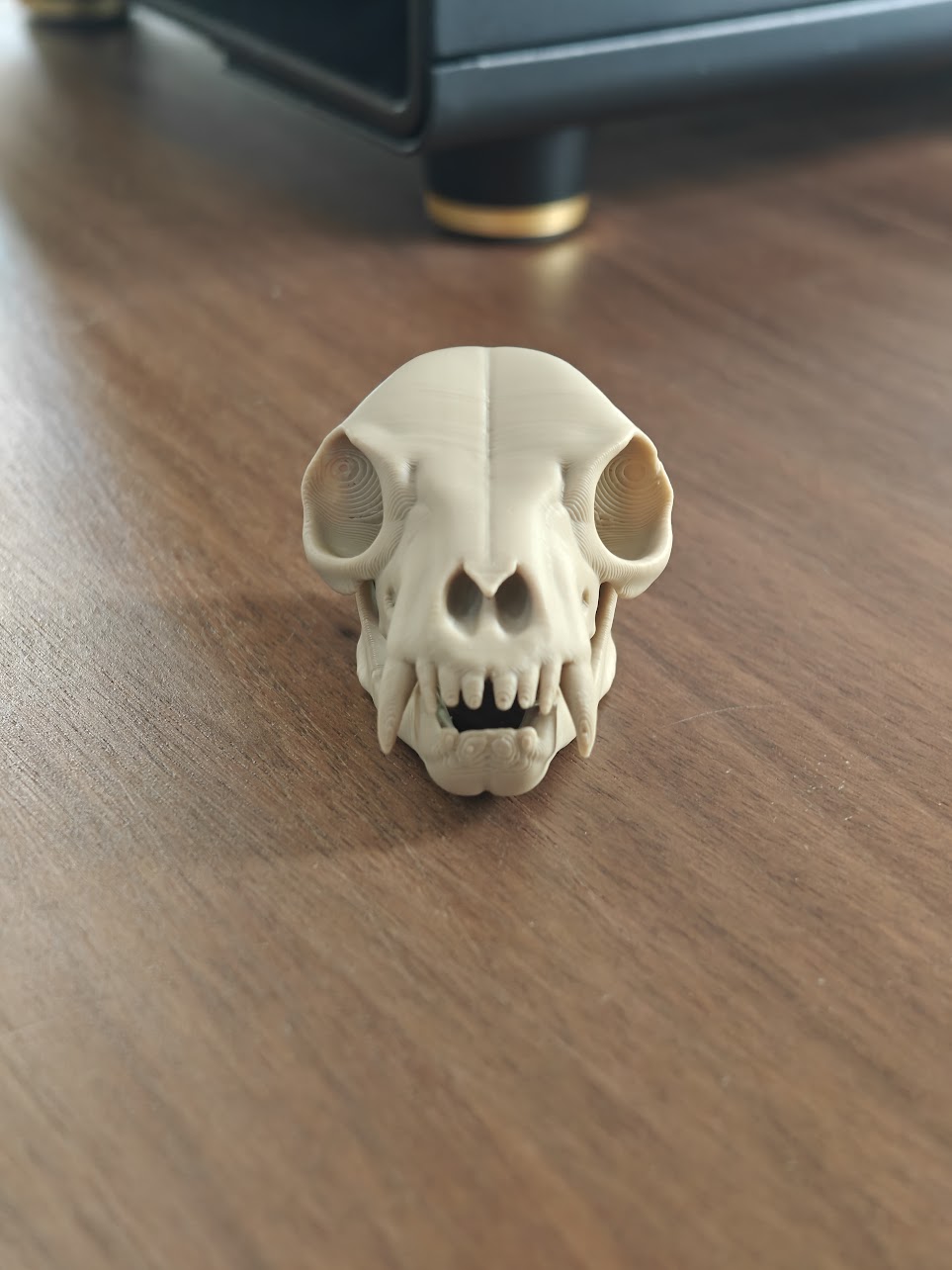Fruit Bat Skull - (Burly Wood) - abc789 - IMG20250604115746.jpg