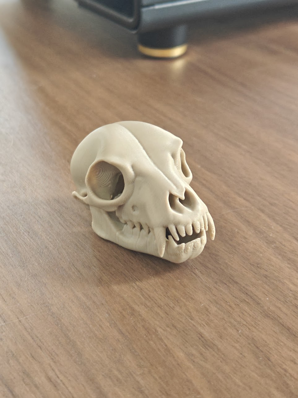 Fruit Bat Skull - (Burly Wood) - abc789 - IMG20250604115750.jpg
