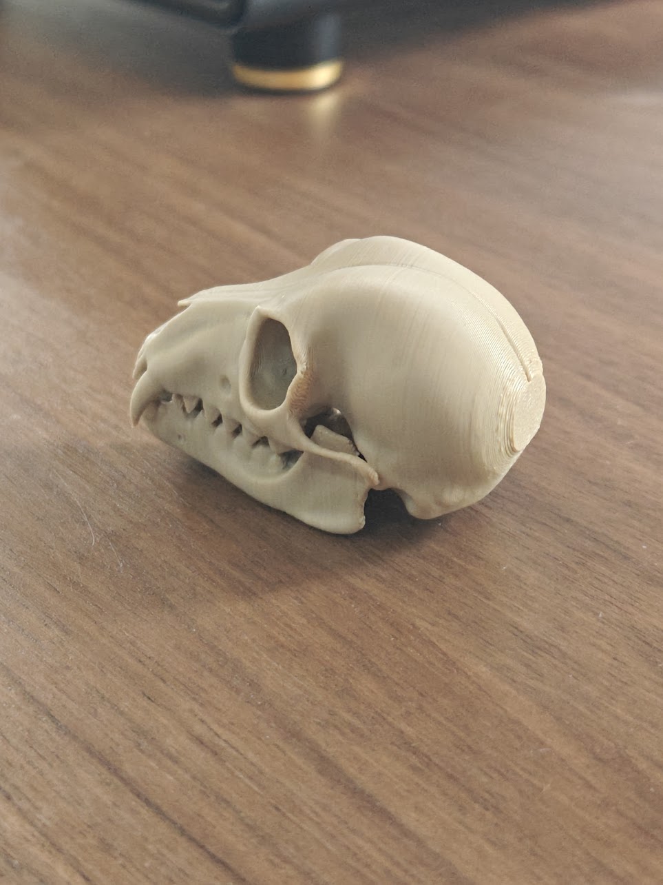 Fruit Bat Skull - (Burly Wood) - abc789 - IMG20250604115804.jpg