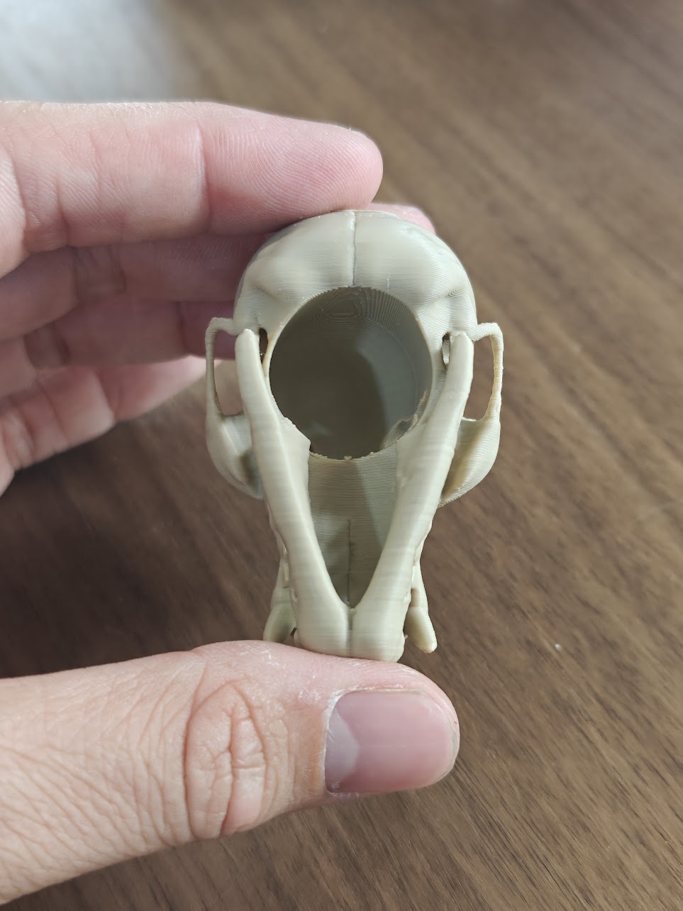 Fruit Bat Skull - (Burly Wood) - abc789 - IMG20250604115827.jpg