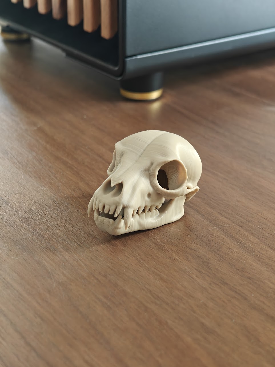 Fruit Bat Skull - (Burly Wood) - abc789