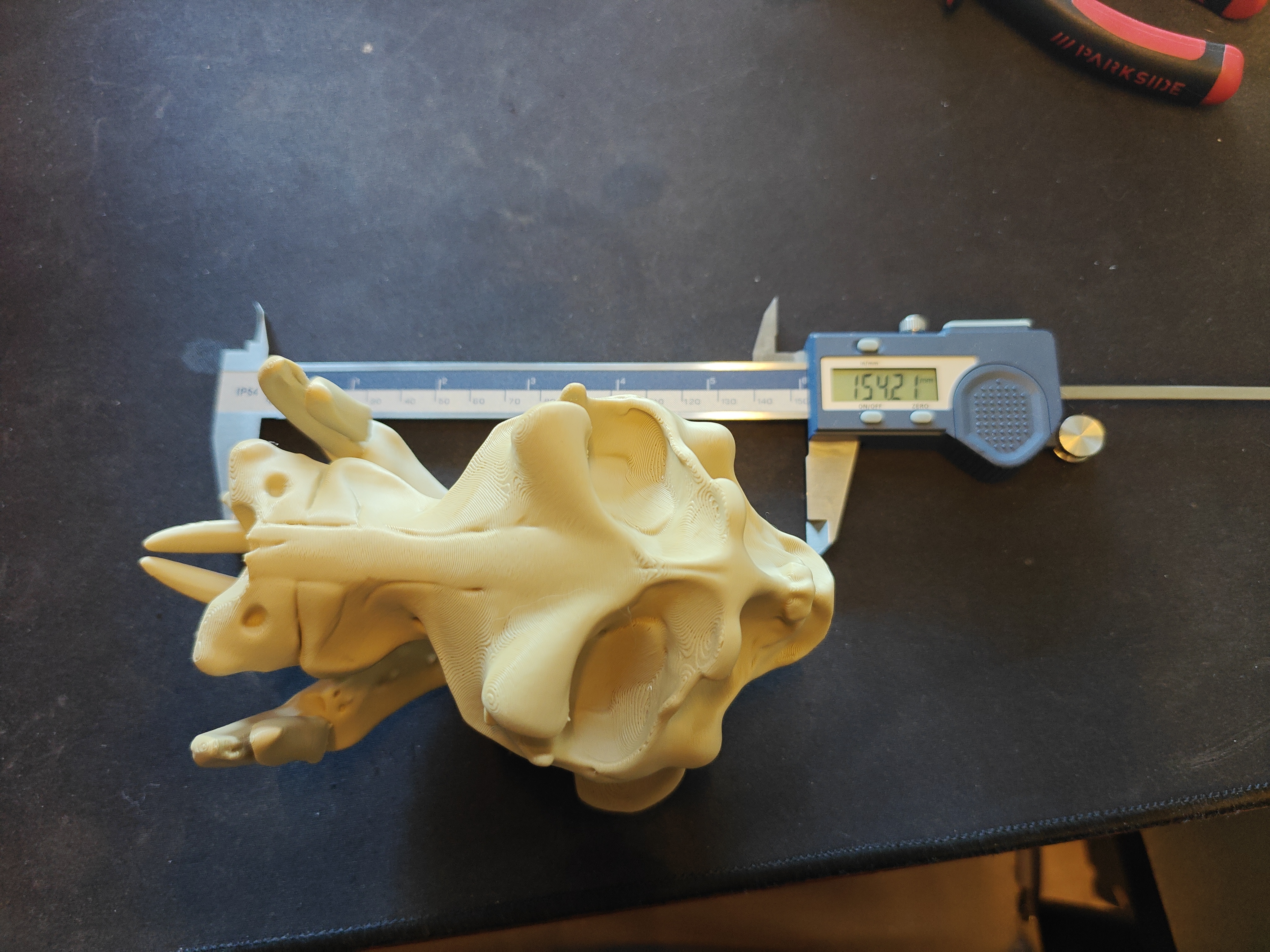 Hippo Skull - 15cm - (Beige) - X9H12A - 2026-04-24-17-32-58-675.jpg