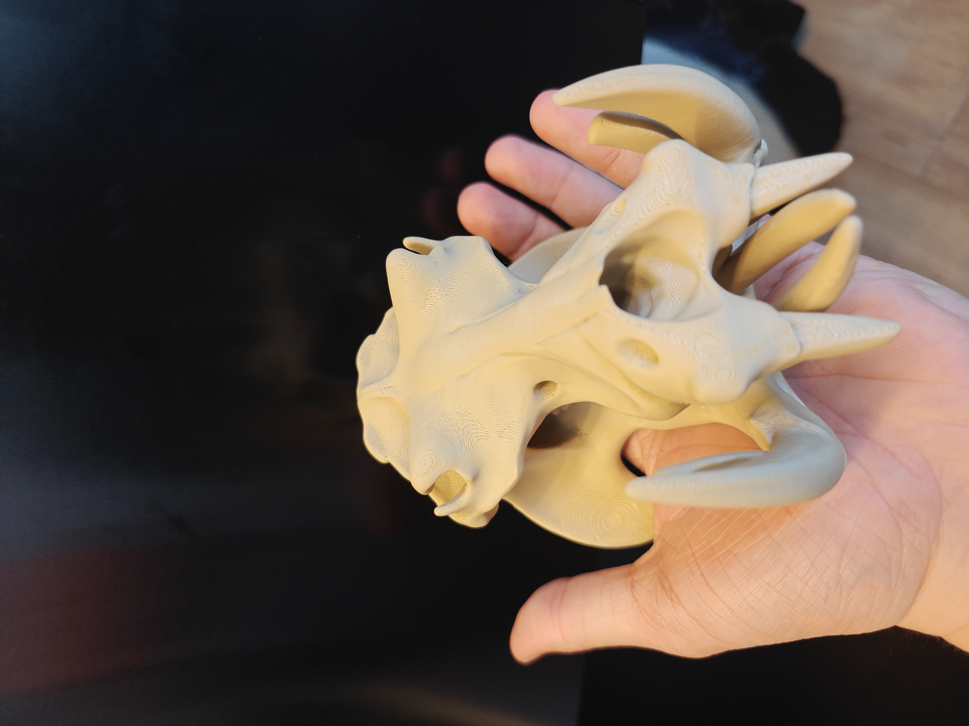 Hippo Skull - 15cm - (Beige) - X9H12A - 2026-04-24-17-33-38-076.jpg
