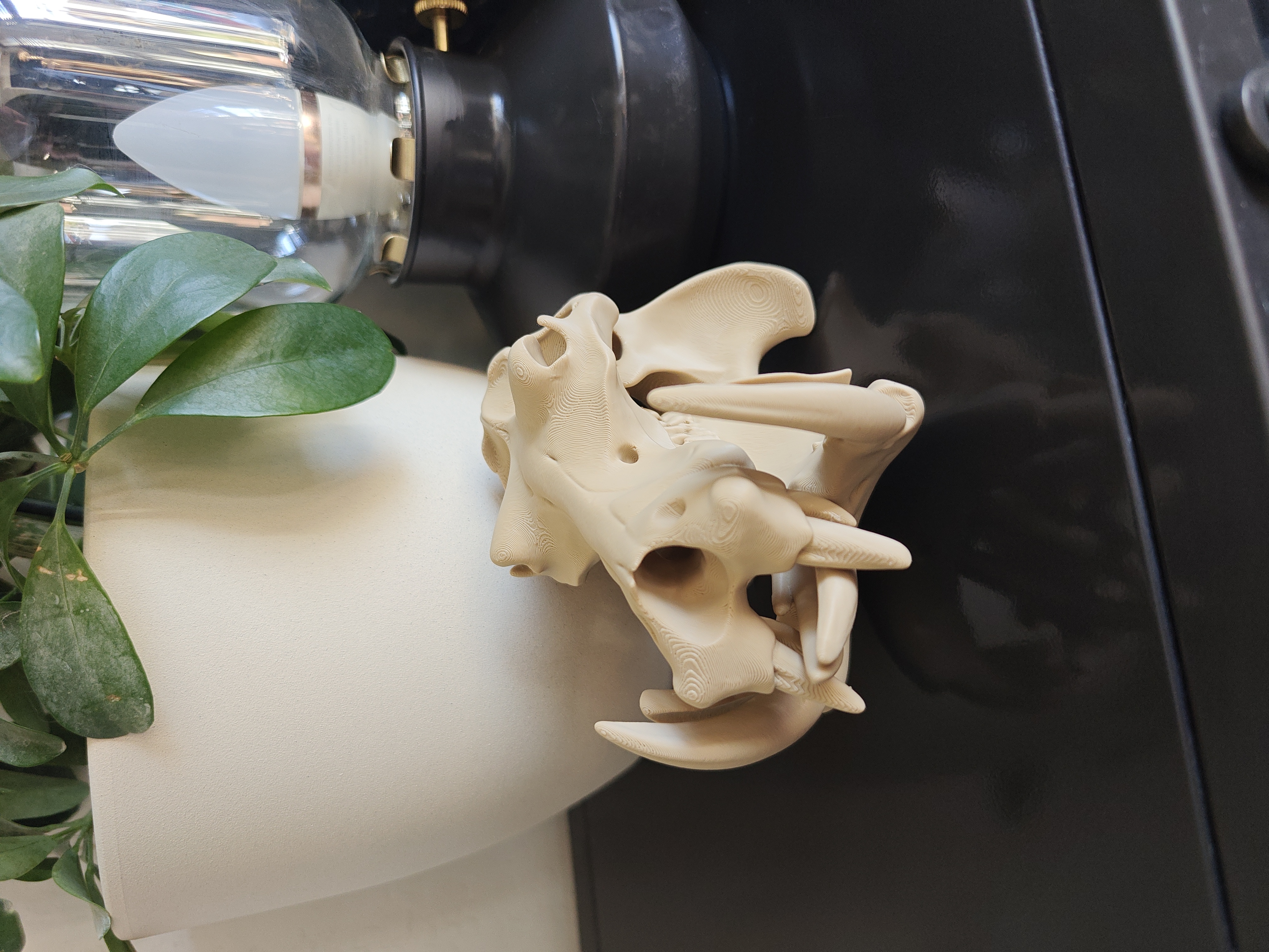 Hippo Skull - 15cm - (Beige) - X9H12A