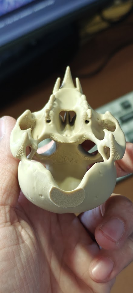 Owl fossiel - (burly wood) - 9cm - a8b2x9 - achterkant2.jpg