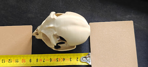 Owl fossiel - (burly wood) - 9cm - a8b2x9 - afmeting.jpg