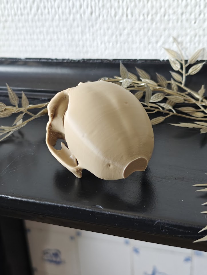 Owl fossiel - (burly wood) - 9cm - a8b2x9 - linksvoor.jpg