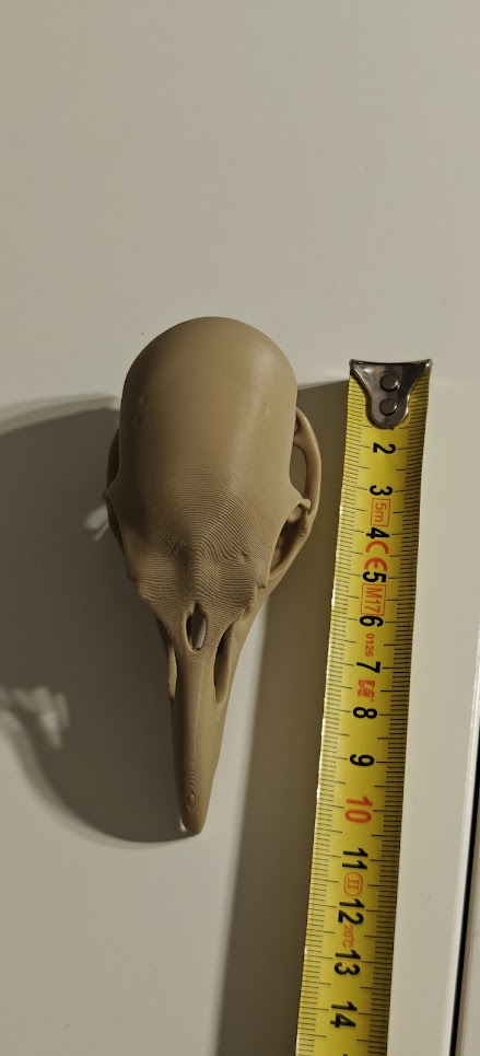 Raven Skull - (Burly wood) - 10cm - 24lwo6 - bovenkant.jpg