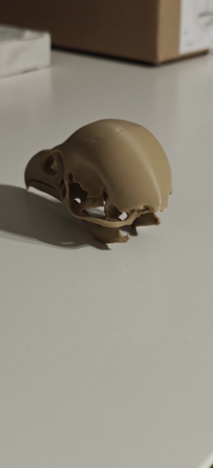 Raven Skull - (Burly wood) - 10cm - 24lwo6 - linksvoor.jpg