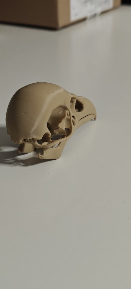 Raven Skull - (Burly wood) - 10cm - 24lwo6 - rechtsvoor.jpg