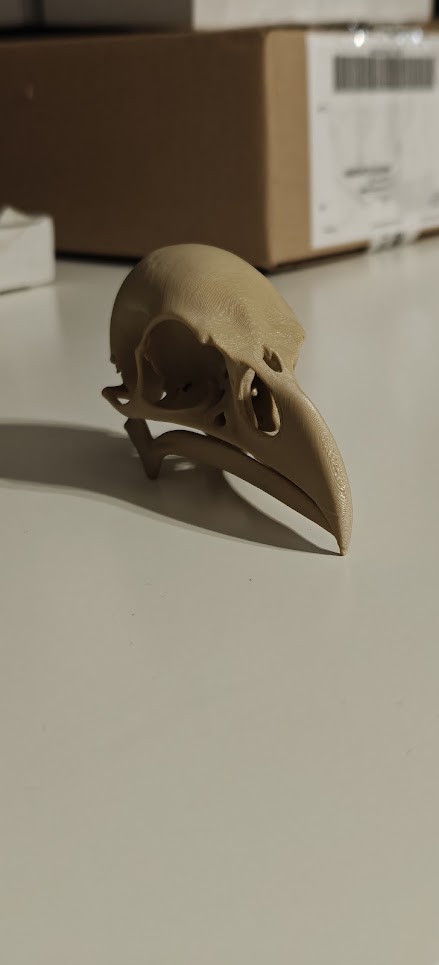 Raven Skull - (Burly wood) - 10cm - 24lwo6 - rechtsvoor2.jpg