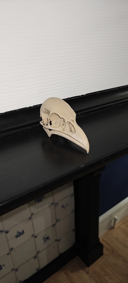 Raven Skull - (Burly wood) - 10cm - 24lwo6 - voorbeeld1.jpg