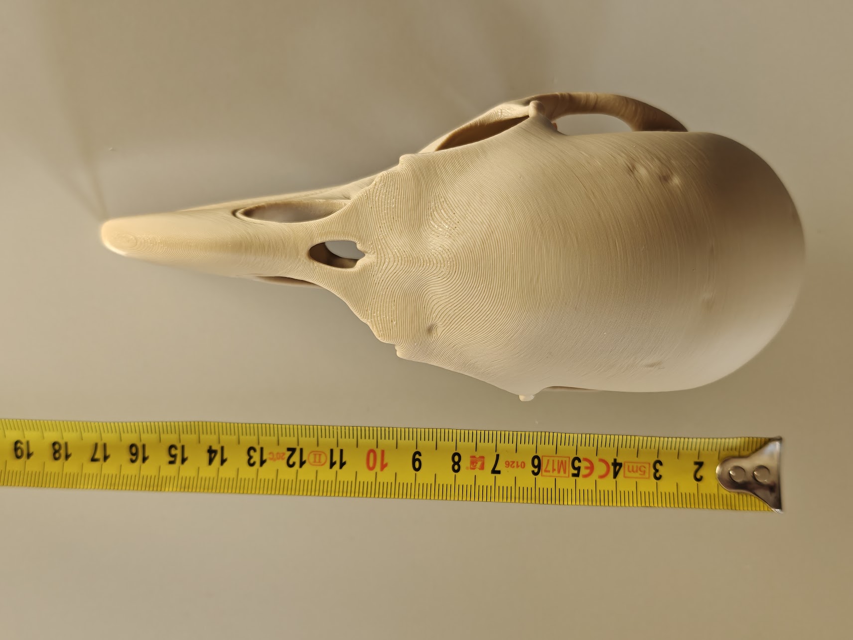 Raven skull - (burly wood) - 17cm - 2gq7a8 - afmeting1.jpg