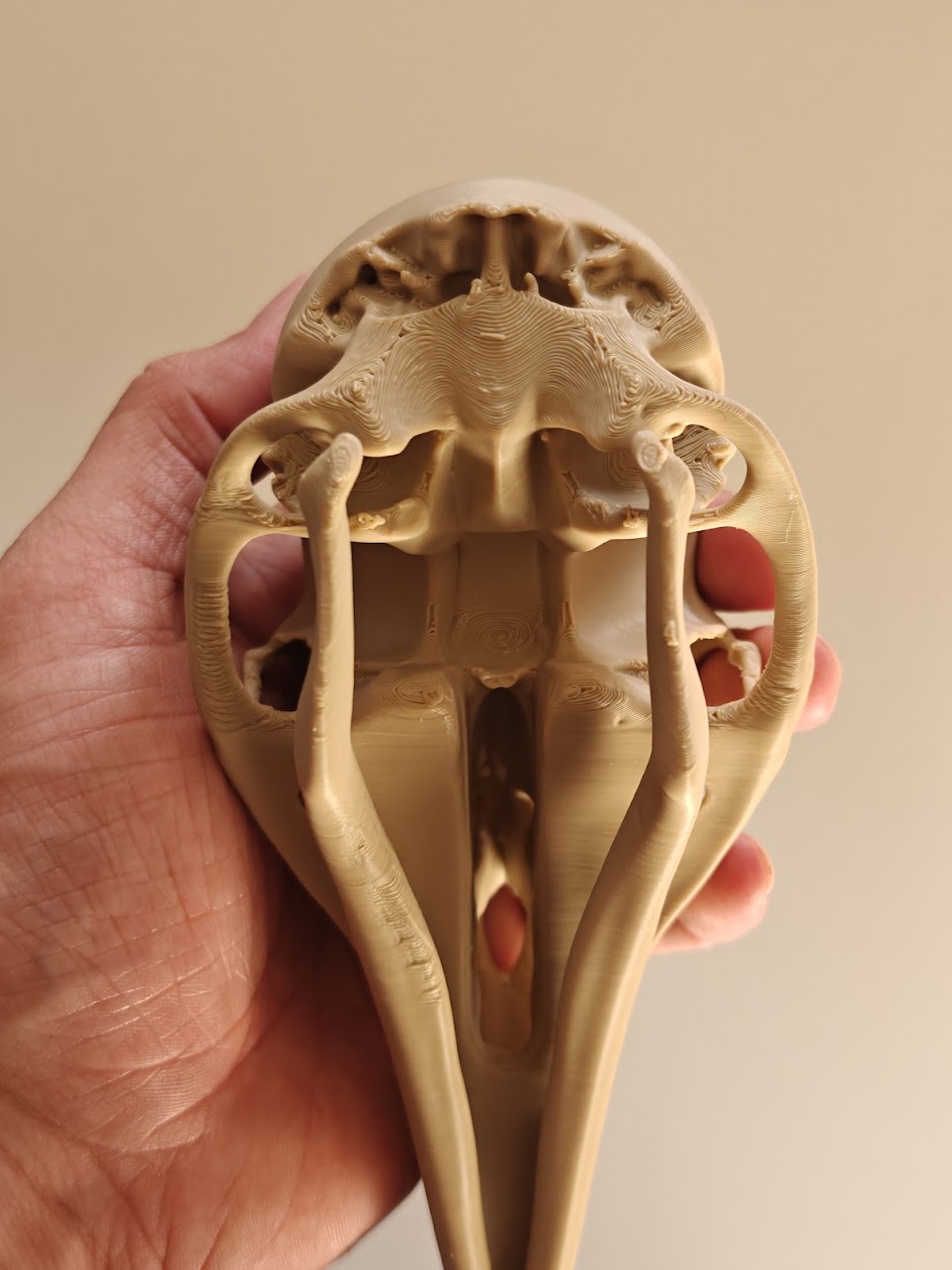 Raven skull - (burly wood) - 17cm - 2gq7a8 - onderkant.jpg