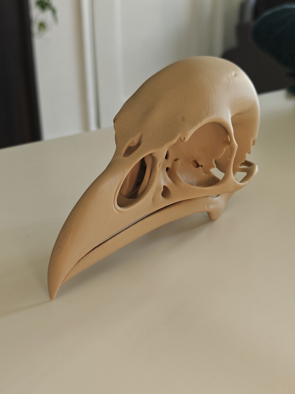 Raven skull - (burly wood) - 17cm - 2gq7a8