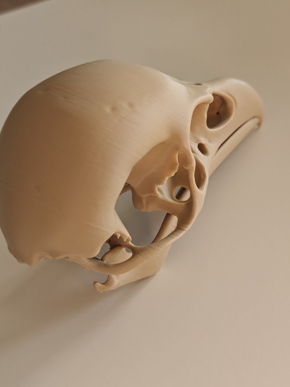 Raven skull - (burly wood) - 17cm - 2gq7a8 - rechtsvoor.jpg