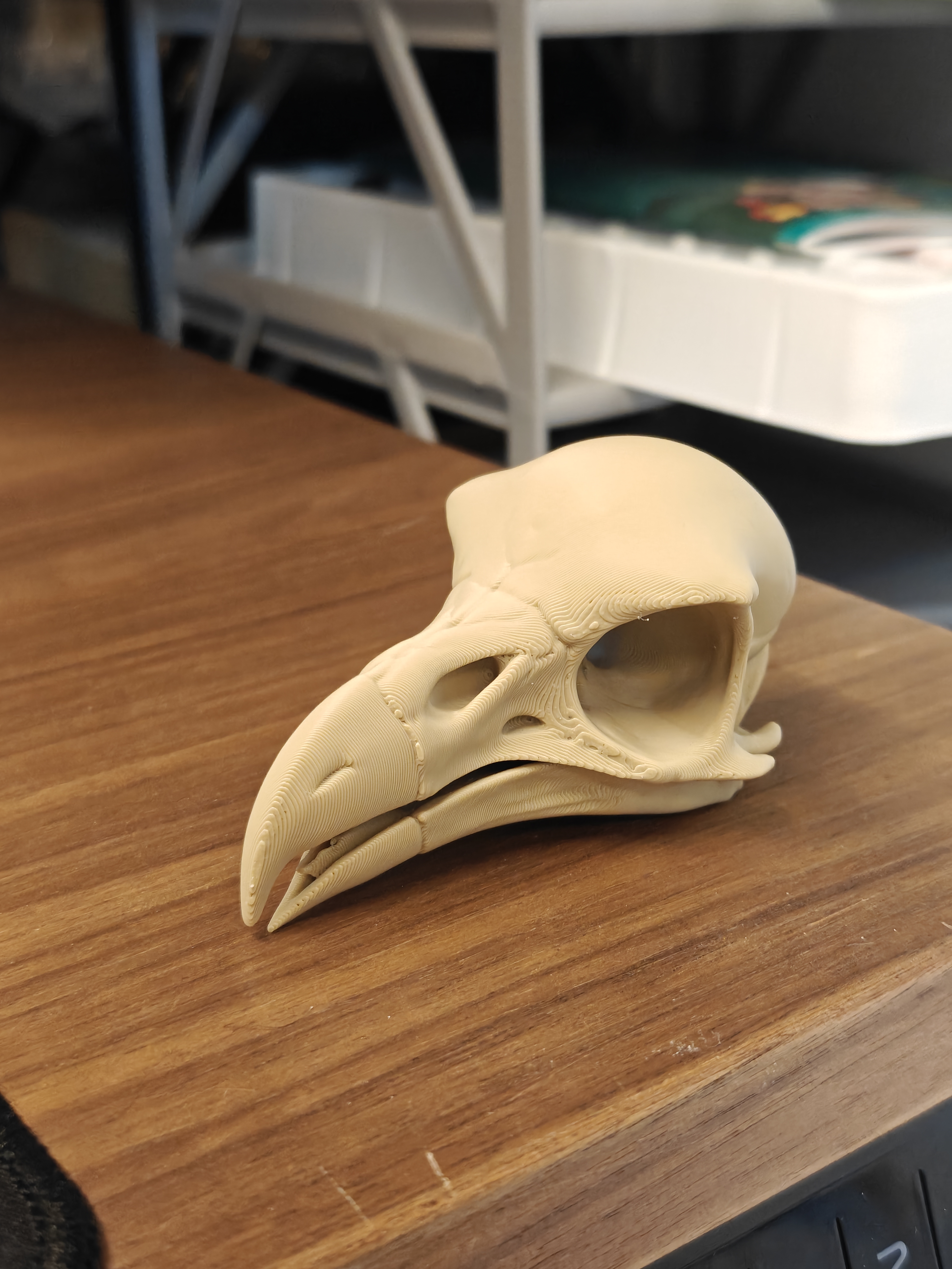 Skull - Eagle (9cm) - Q7X2B5 - IMG20251109204823.jpg