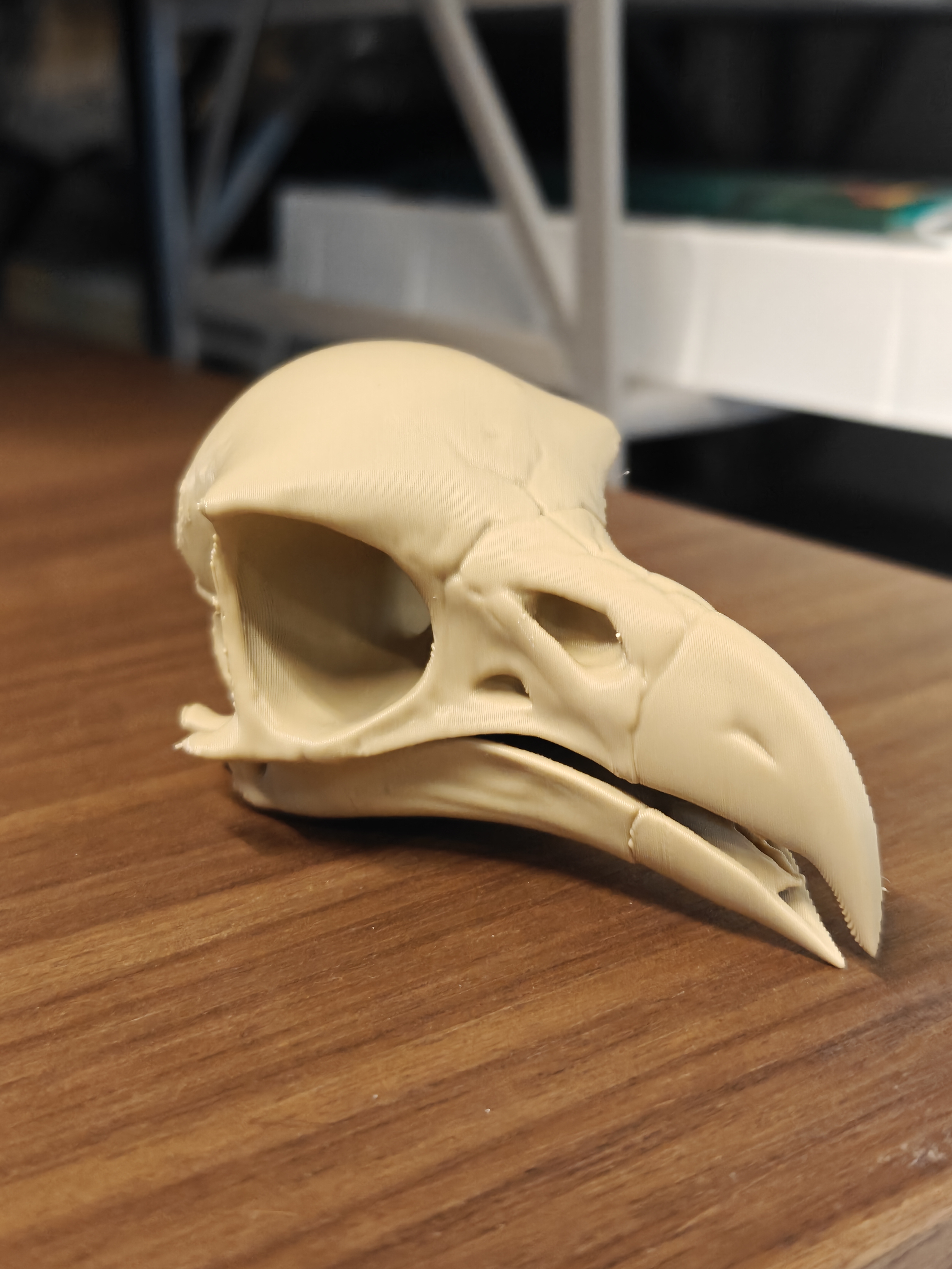 Skull - Eagle (9cm) - Q7X2B5 - IMG20251109204827.jpg