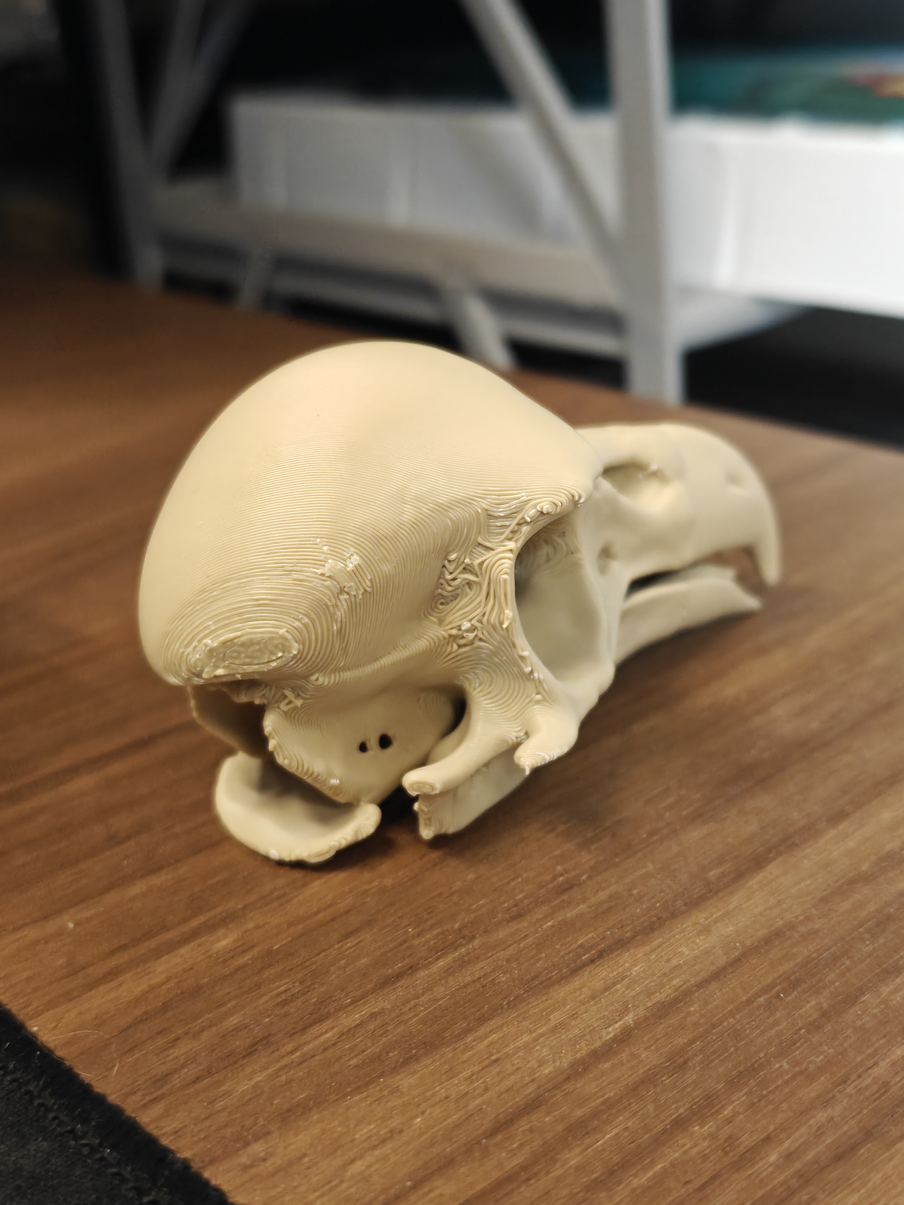 Skull - Eagle (9cm) - Q7X2B5 - IMG20251109204852.jpg