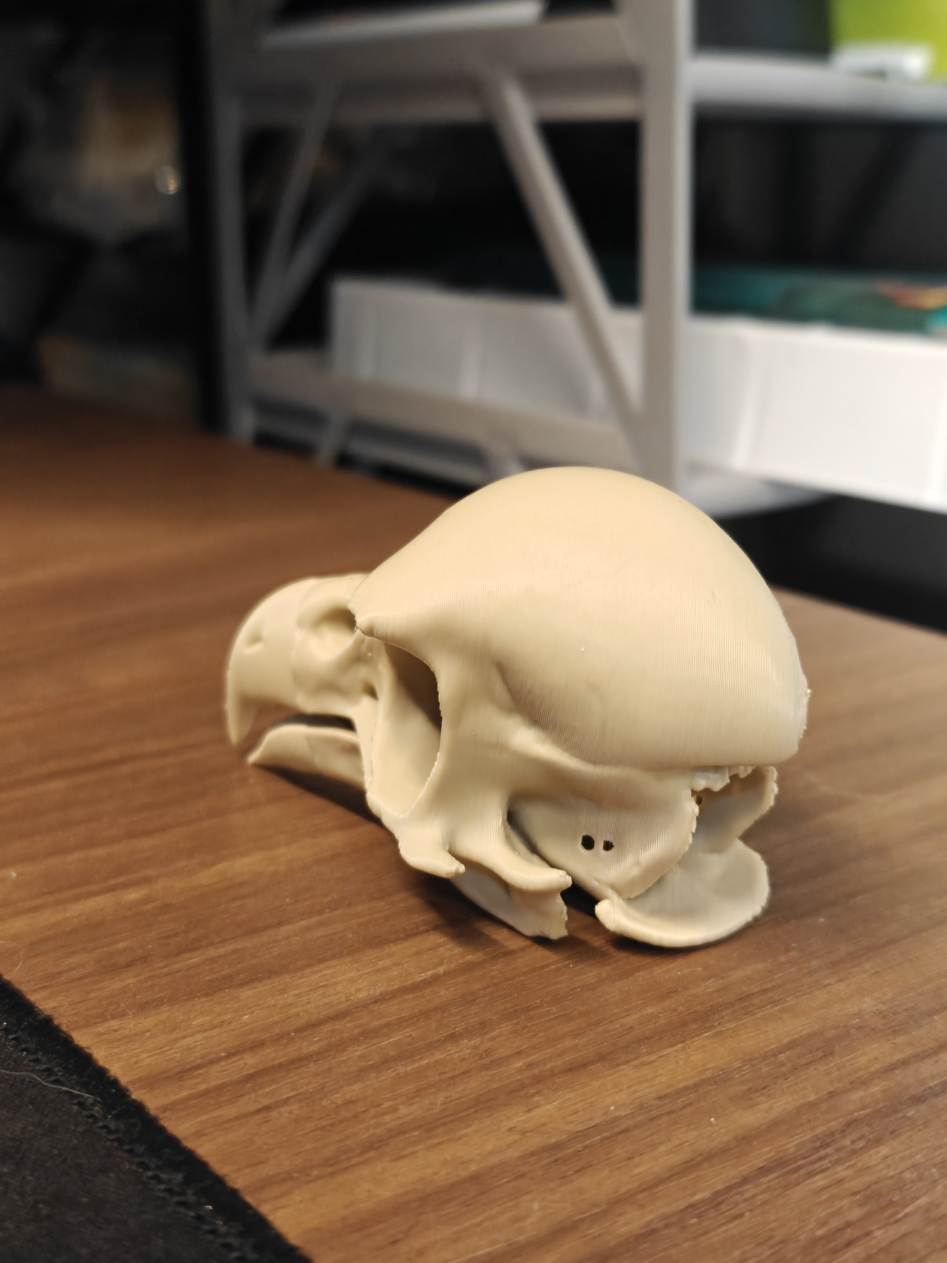 Skull - Eagle (9cm) - Q7X2B5 - IMG20251109204857.jpg