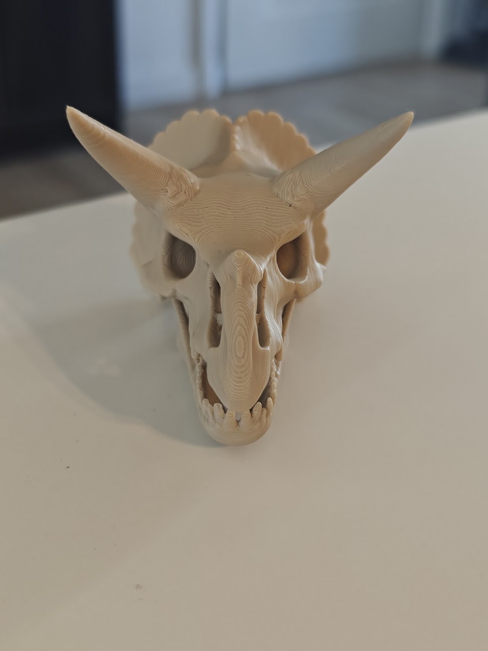Triceratops Skull Fossil - (burly wood) - 8 cm - kf6v2u - IMG20250513121659.jpg