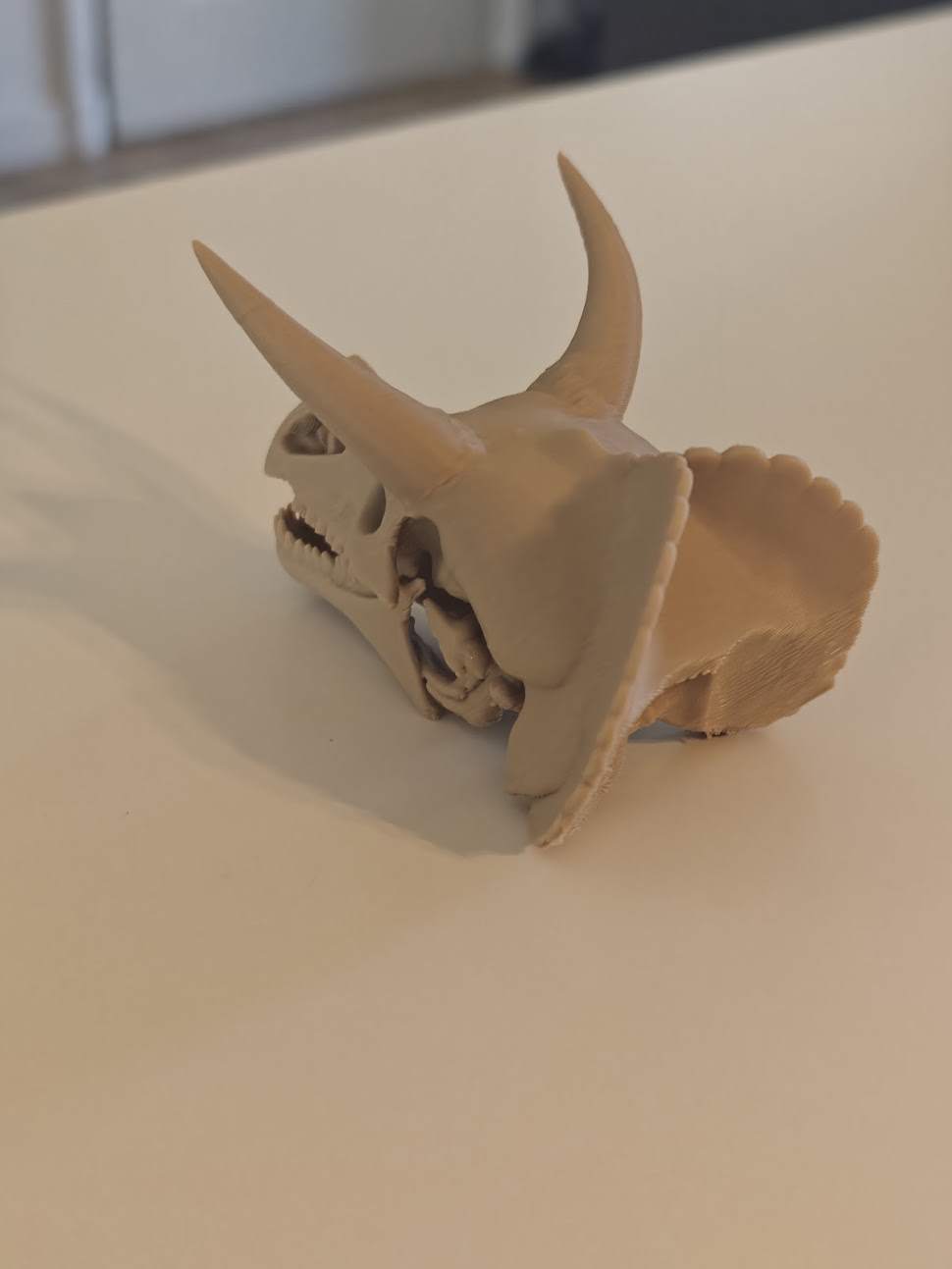 Triceratops Skull Fossil - (burly wood) - 8 cm - kf6v2u - IMG20250513121706.jpg