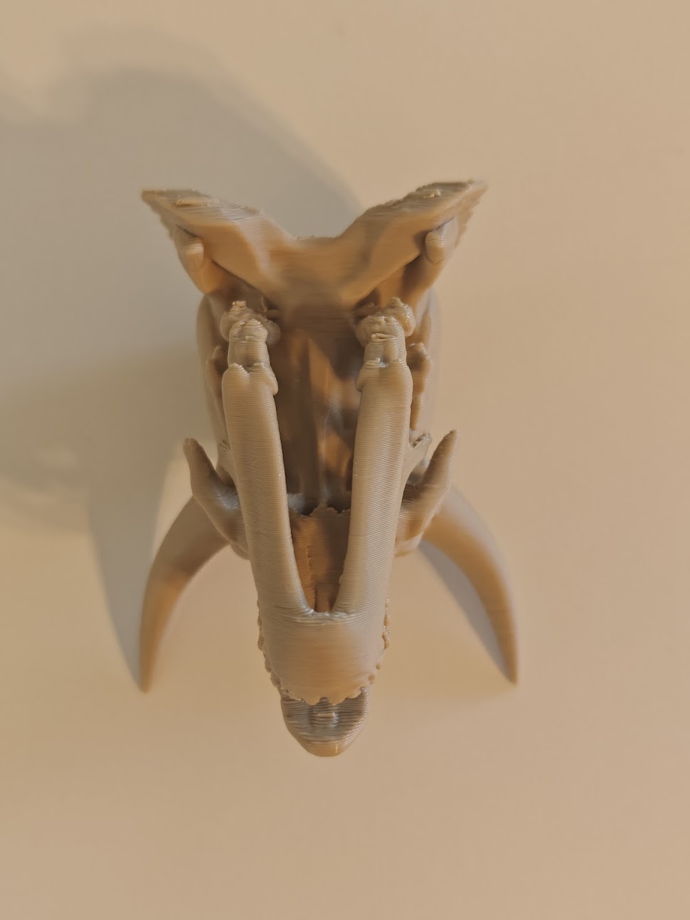 Triceratops Skull Fossil - (burly wood) - 8 cm - kf6v2u - IMG20250513121734.jpg