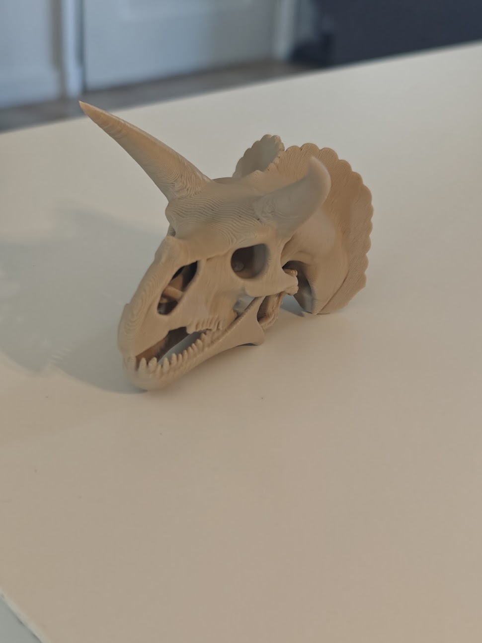 Triceratops Skull Fossil - (burly wood) - 8 cm - kf6v2u