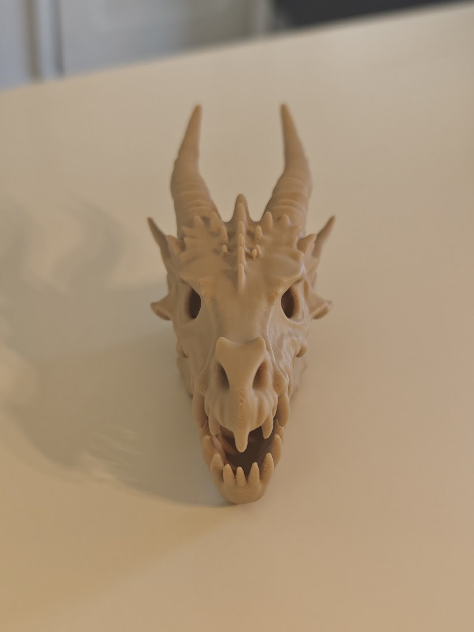 dragon skull fossil v2 - (burly-wood) - 13cm - 8g9f61 - IMG20250513121537.jpg