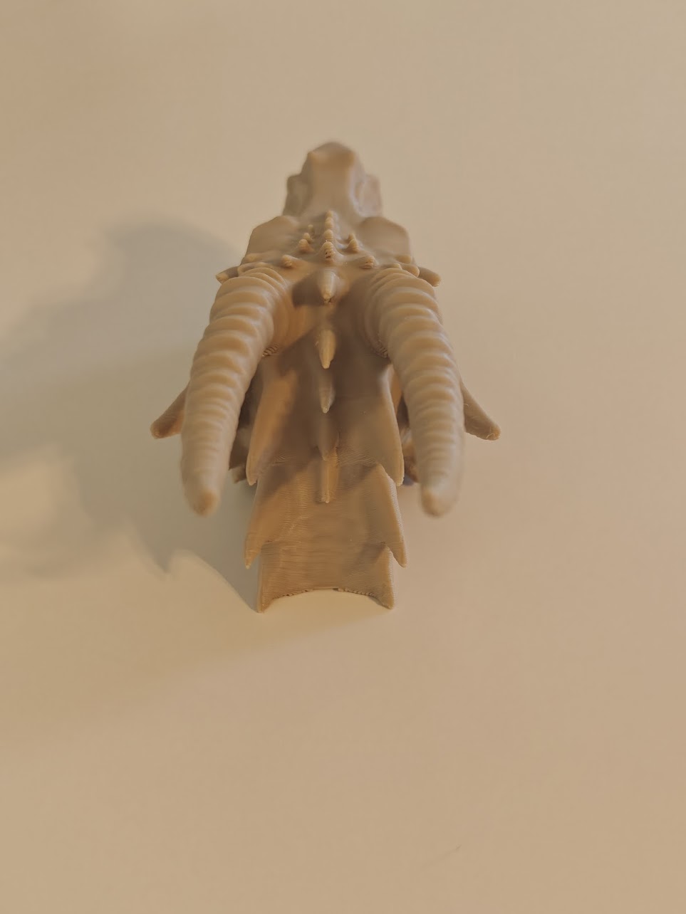 dragon skull fossil v2 - (burly-wood) - 13cm - 8g9f61 - IMG20250513121552.jpg