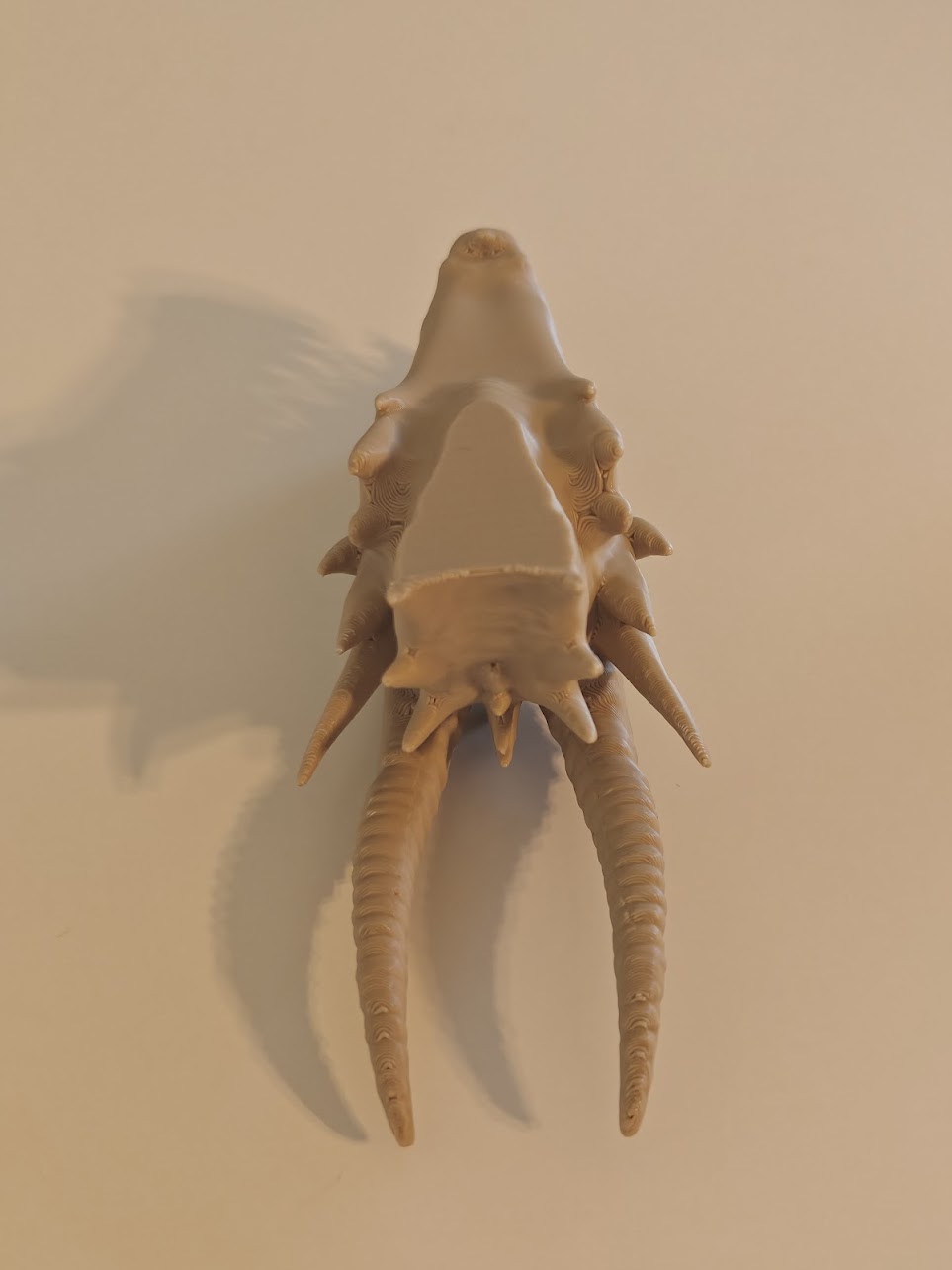 dragon skull fossil v2 - (burly-wood) - 13cm - 8g9f61 - IMG20250513121559.jpg